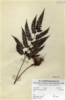 藏品(細葉複葉耳蕨)的圖片